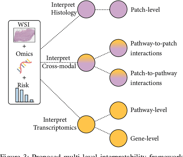 Figure 3 for Modeling Dense Multimodal Interactions Between Biological Pathways and Histology for Survival Prediction