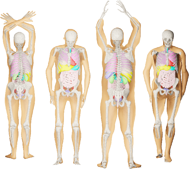 Figure 4 for BOSS: Bones, Organs and Skin Shape Model