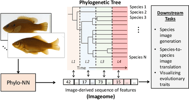 Figure 1 for Discovering Novel Biological Traits From Images Using Phylogeny-Guided Neural Networks