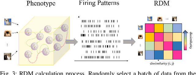 Figure 3 for Multi-scale Evolutionary Neural Architecture Search for Deep Spiking Neural Networks