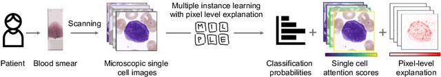 Figure 1 for Pixel-Level Explanation of Multiple Instance Learning Models in Biomedical Single Cell Images