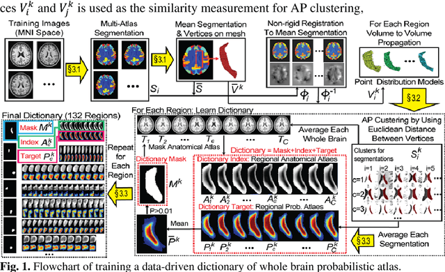 Figure 2 for Data-driven Probabilistic Atlases Capture Whole-brain Individual Variation