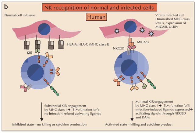 Figure 2 for Towards a Conceptual Framework for Innate Immunity