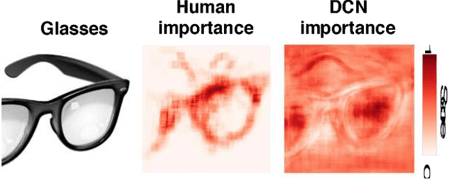 Figure 1 for What are the visual features underlying human versus machine vision?