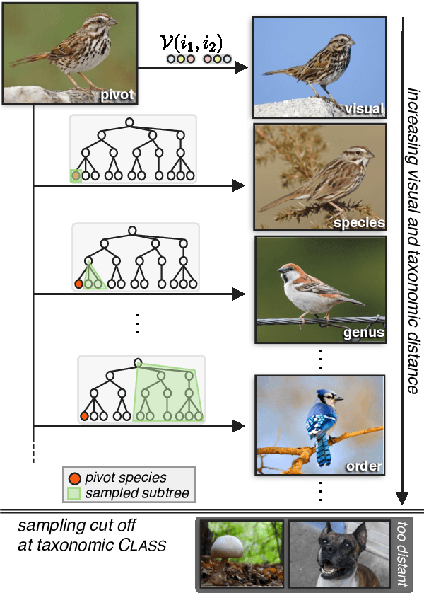 Figure 4 for Neural Naturalist: Generating Fine-Grained Image Comparisons