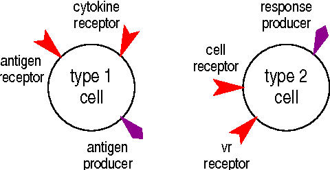 Figure 4 for Information Fusion in the Immune System