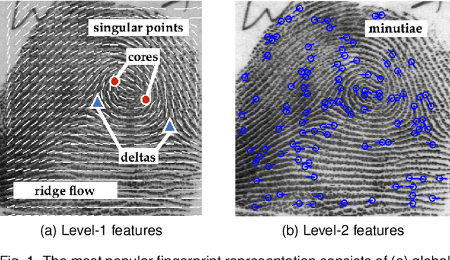 Figure 1 for Learning a Fixed-Length Fingerprint Representation