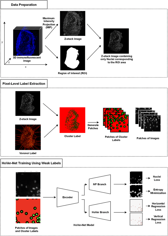 Figure 1 for Weakly Supervised Deep Instance Nuclei Detection using Points Annotation in 3D Cardiovascular Immunofluorescent Images