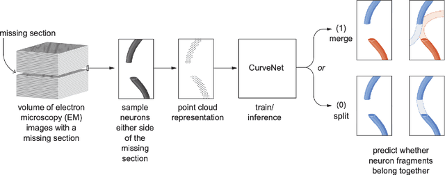 Figure 2 for Bridging the Gap: Point Clouds for Merging Neurons in Connectomics