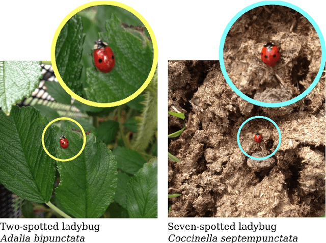 Figure 1 for The iNaturalist Species Classification and Detection Dataset