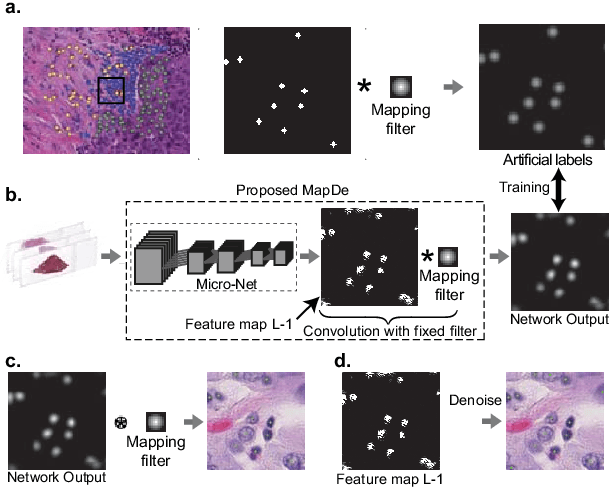 Figure 3 for Deconvolving convolution neural network for cell detection