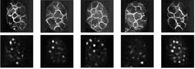 Figure 4 for Geometrically Matched Multi-source Microscopic Image Synthesis Using Bidirectional Adversarial Networks