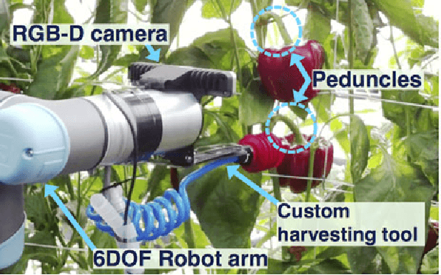 Figure 1 for Peduncle Detection of Sweet Pepper for Autonomous Crop Harvesting - Combined Colour and 3D Information