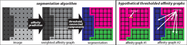 Figure 1 for Maximin affinity learning of image segmentation