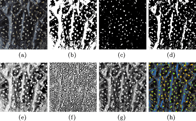Figure 3 for A Markov Random Field and Active Contour Image Segmentation Model for Animal Spots Patterns
