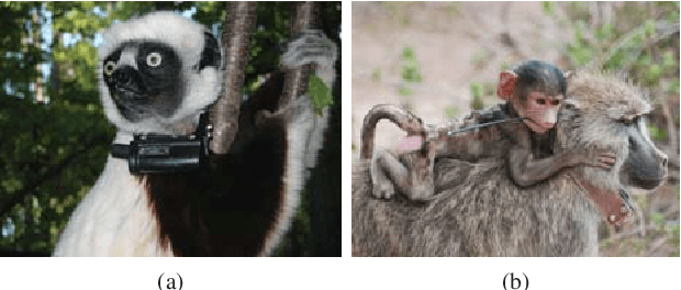 Figure 1 for Face Recognition: Primates in the Wild