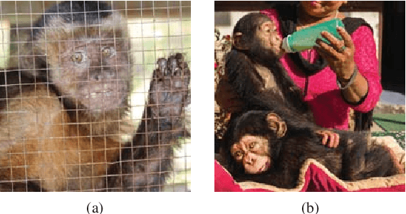 Figure 3 for Face Recognition: Primates in the Wild