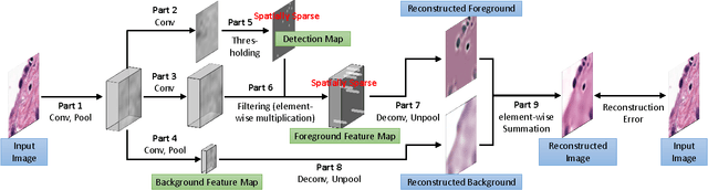 Figure 3 for Sparse Autoencoder for Unsupervised Nucleus Detection and Representation in Histopathology Images
