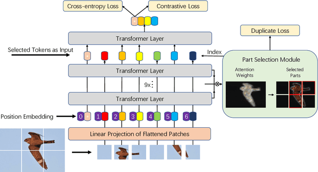 Figure 3 for TransFG: A Transformer Architecture for Fine-grained Recognition