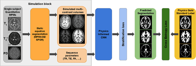 Figure 1 for The role of MRI physics in brain segmentation CNNs: achieving acquisition invariance and instructive uncertainties