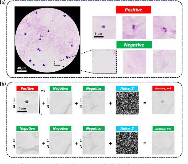 Figure 3 for Increasing a microscope's effective field of view via overlapped imaging and machine learning