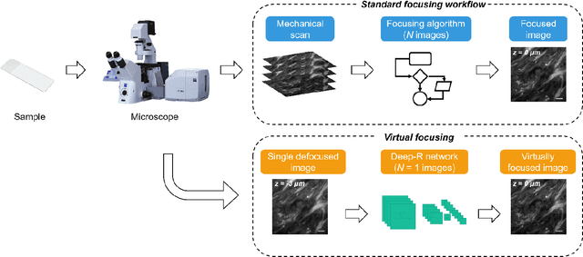 Figure 1 for Single-shot autofocusing of microscopy images using deep learning