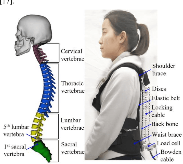 Figure 1 for Spine-Inspired Continuum Soft Exoskeleton for Stoop Lifting Assistance