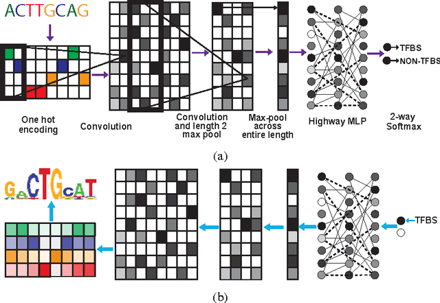Figure 1 for Deep Motif: Visualizing Genomic Sequence Classifications
