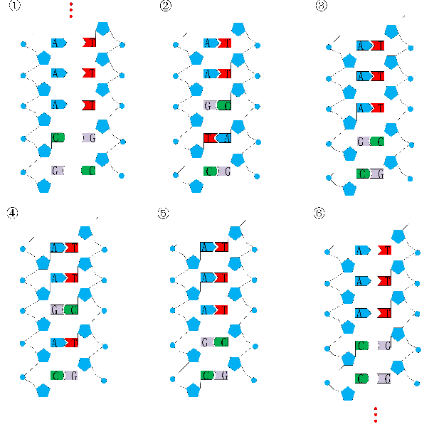 Figure 1 for Structure Learning of Deep Networks via DNA Computing Algorithm