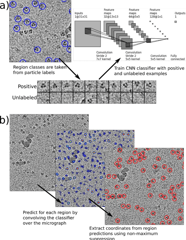 Figure 3 for Positive-unlabeled convolutional neural networks for particle picking in cryo-electron micrographs