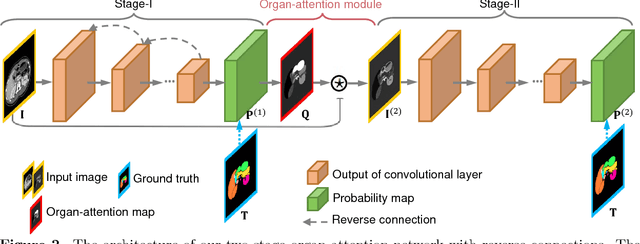 Figure 3 for Abdominal multi-organ segmentation with organ-attention networks and statistical fusion