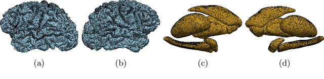 Figure 1 for Interpretation of Brain Morphology in Association to Alzheimer's Disease Dementia Classification Using Graph Convolutional Networks on Triangulated Meshes