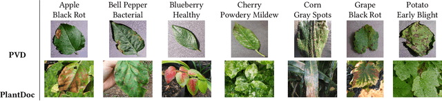 Figure 1 for PlantDoc: A Dataset for Visual Plant Disease Detection