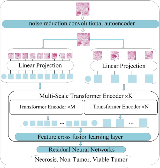 Figure 2 for Noise-reducing attention cross fusion learning transformer for histological image classification of osteosarcoma
