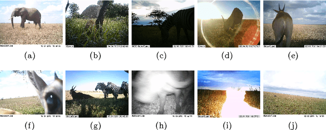 Figure 1 for Towards Automatic Wild Animal Monitoring: Identification of Animal Species in Camera-trap Images using Very Deep Convolutional Neural Networks