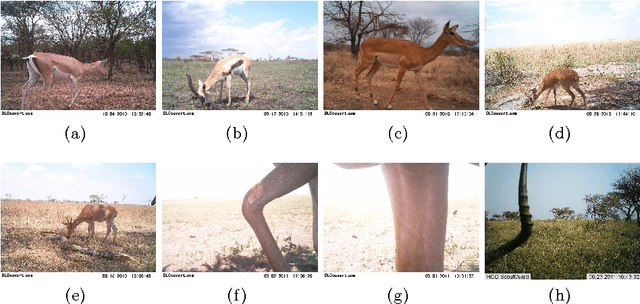 Figure 3 for Towards Automatic Wild Animal Monitoring: Identification of Animal Species in Camera-trap Images using Very Deep Convolutional Neural Networks