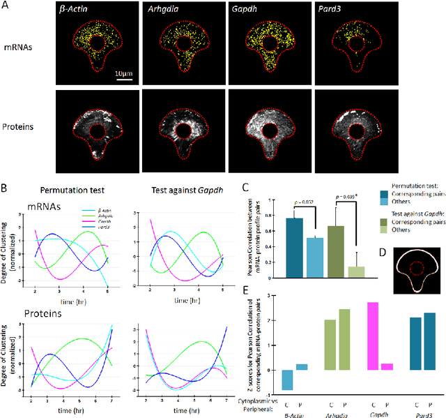 Figure 2 for Generalized Statistical Tests for mRNA and Protein Subcellular Spatial Patterning against Complete Spatial Randomness