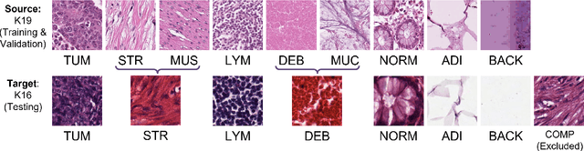 Figure 2 for IMPaSh: A Novel Domain-shift Resistant Representation for Colorectal Cancer Tissue Classification