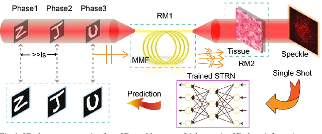 Figure 1 for Recognizing three-dimensional phase images with deep learning