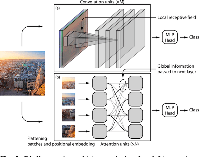 Figure 2 for Are Convolutional Neural Networks or Transformers more like human vision?