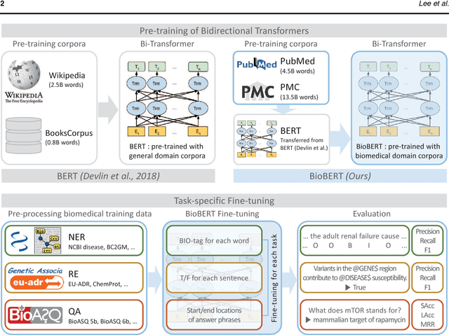 Figure 1 for BioBERT: a pre-trained biomedical language representation model for biomedical text mining