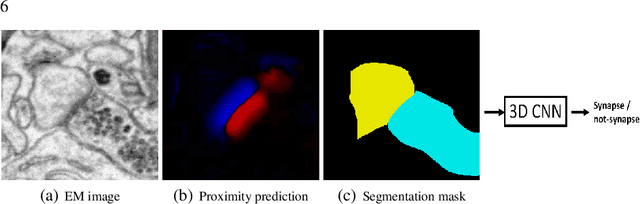 Figure 2 for Detecting Synapse Location and Connectivity by Signed Proximity Estimation and Pruning with Deep Nets