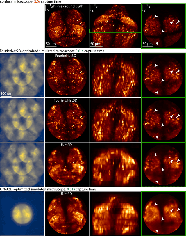 Figure 3 for Programmable 3D snapshot microscopy with Fourier convolutional networks