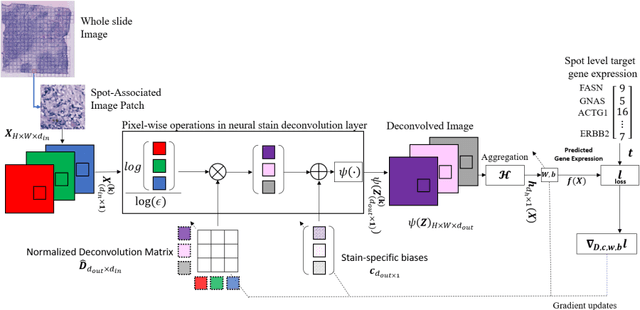Figure 1 for All You Need is Color: Image based Spatial Gene Expression Prediction using Neural Stain Learning