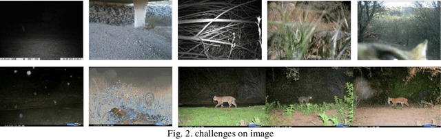 Figure 3 for Efficient Method for Categorize Animals in the Wild