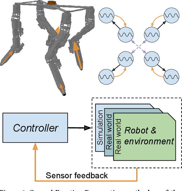 Figure 1 for Evolved embodied phase coordination enables robust quadruped robot locomotion