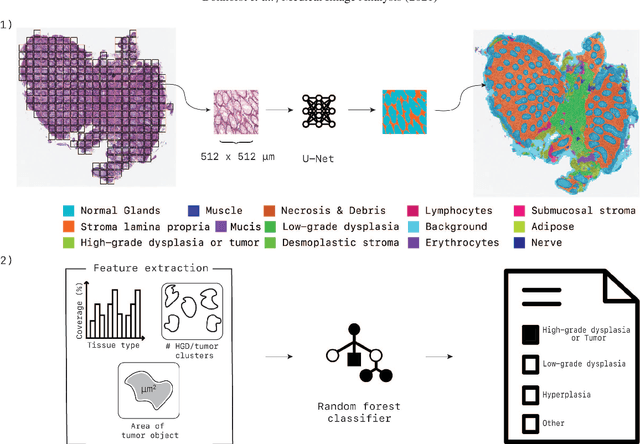 Figure 3 for Automated risk classification of colon biopsies based on semantic segmentation of histopathology images