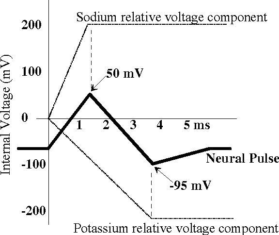 Figure 2 for Explaining the Logical Nature of Electrical Solitons in Neural Circuits