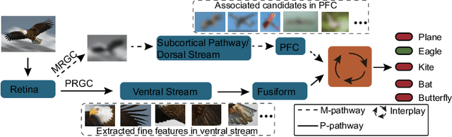 Figure 1 for Vision at A Glance: Interplay between Fine and Coarse Information Processing Pathways