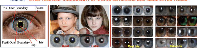 Figure 3 for Open-Eye: An Open Platform to Study Human Performance on Identifying AI-Synthesized Faces